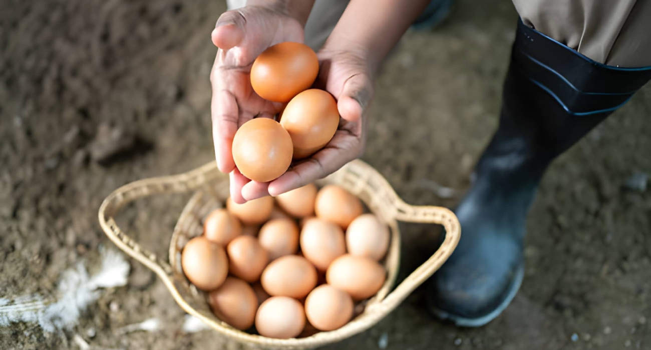Gerçek Organik Yumurta Nasıl Anlaşılır?